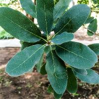 Quercus polymorpha (Monterey Oak)