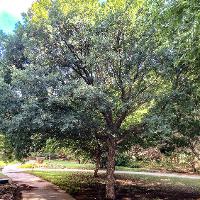 Quercus polymorpha (Monterey Oak)