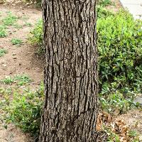 Quercus polymorpha (Monterey Oak)
