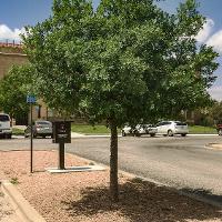 Quercus polymorpha (Monterey Oak)