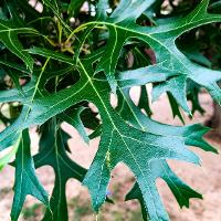 Quercus shumardii (Shumard Oak)