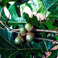 Quercus shumardii (Shumard Oak)