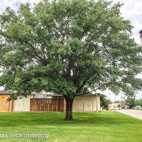 Quercus shumardii (Shumard Oak)