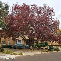 Quercus shumardii (Shumard Oak)