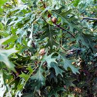 Quercus shumardii (Shumard Oak)