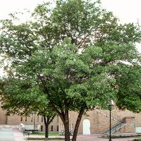 Quercus shumardii (Shumard Oak)