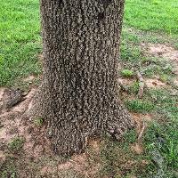 Quercus shumardii (Shumard Oak)