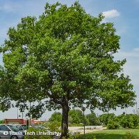 Quercus shumardii (Shumard Oak)