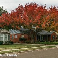 Quercus shumardii (Shumard Oak)