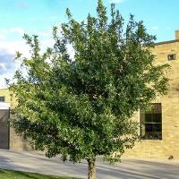 Quercus shumardii (Shumard Oak)