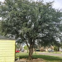 Quercus virginiana (Live Oak)