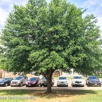 Quercus virginiana (Live Oak)