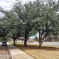 Quercus virginiana (Live Oak)