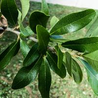 Quercus virginiana (Live Oak)