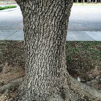 Quercus virginiana (Live Oak)