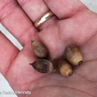 Quercus virginiana (Live Oak)