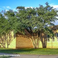 Quercus virginiana (Live Oak)