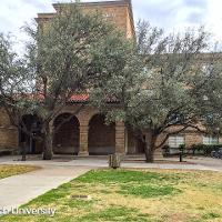 Quercus virginiana (Live Oak)