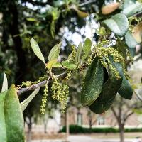 Quercus virginiana (Live Oak)