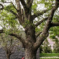 Quercus virginiana (Live Oak)
