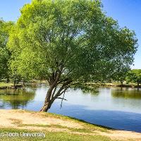 Salix matsudana ‘Umbraculifera’ (Globe Willow)