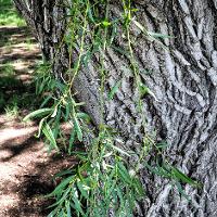 Salix matsudana ‘Umbraculifera’ (Globe Willow)