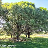 Salix matsudana ‘Umbraculifera’ (Globe Willow)