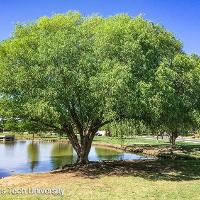 Salix matsudana ‘Umbraculifera’ (Globe Willow)