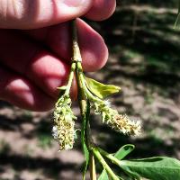 Salix matsudana ‘Umbraculifera’ (Globe Willow)