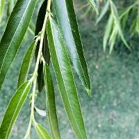 Salix matsudana ‘Umbraculifera’ (Globe Willow)