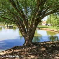 Salix matsudana ‘Umbraculifera’ (Globe Willow)