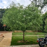 Salix matsudana ‘Umbraculifera’ (Globe Willow)