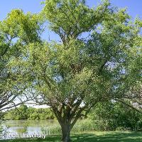 Salix matsudana 'Tortuosa' (Corkscrew Willow)