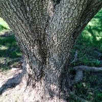 Salix matsudana 'Tortuosa' (Corkscrew Willow)