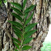 Sapindus drummondii (Western Soap Berry)