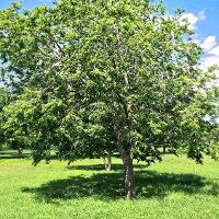 Sapindus drummondii (Western Soap Berry)