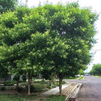 Sapindus drummondii (Western Soap Berry)