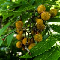 Sapindus drummondii (Western Soap Berry)