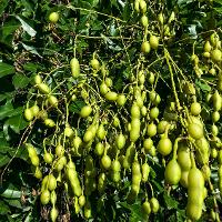 Sophora japonica (Japanese Pagoda Tree)