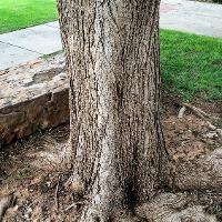 Sophora japonica (Japanese Pagoda Tree)