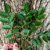 Sophora japonica (Japanese Pagoda Tree)