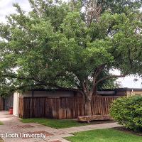 Sophora japonica (Japanese Pagoda Tree)