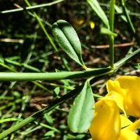 Spartium junceum (Spanish Broom, Weavers’ Broom)