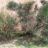 Spartium junceum (Spanish Broom, Weavers’ Broom)