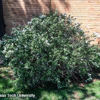 Spiraea x vanhouttei (Vanhoutte Spirea)