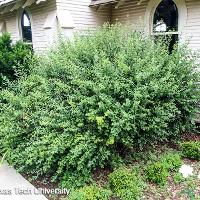 Spiraea x vanhouttei (Vanhoutte Spirea)