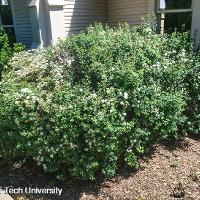 Spiraea x vanhouttei (Vanhoutte Spirea)