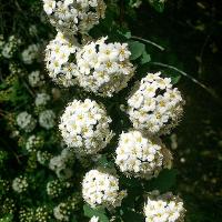 Spiraea x vanhouttei (Vanhoutte Spirea)