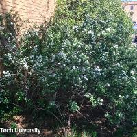 Spiraea x vanhouttei (Vanhoutte Spirea)