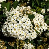 Spiraea x vanhouttei (Vanhoutte Spirea)